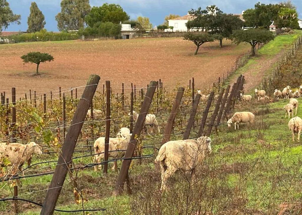 Sheep Grazing at Herdade da Malhadinha Nova