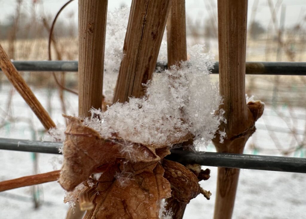 Snowflakes on the grape vine