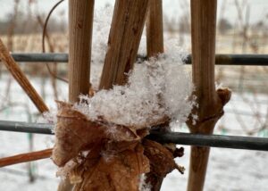 Snowflakes on the grape vine