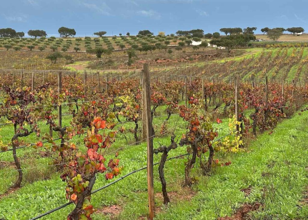 Vineyard at Herdade da Malhadinha Nova