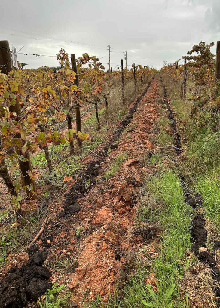 Vineyard Row at Herdade da Malhadinha Nova