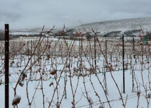 Winter in the Vineyard