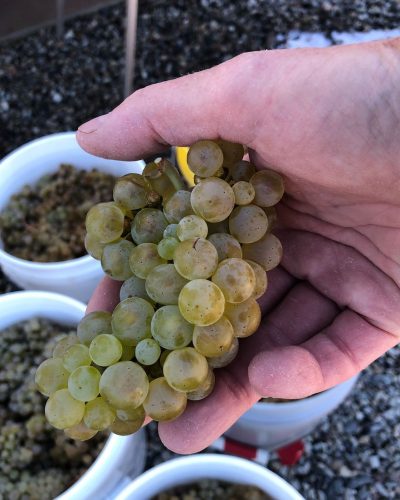 Colorado Wine Grapes